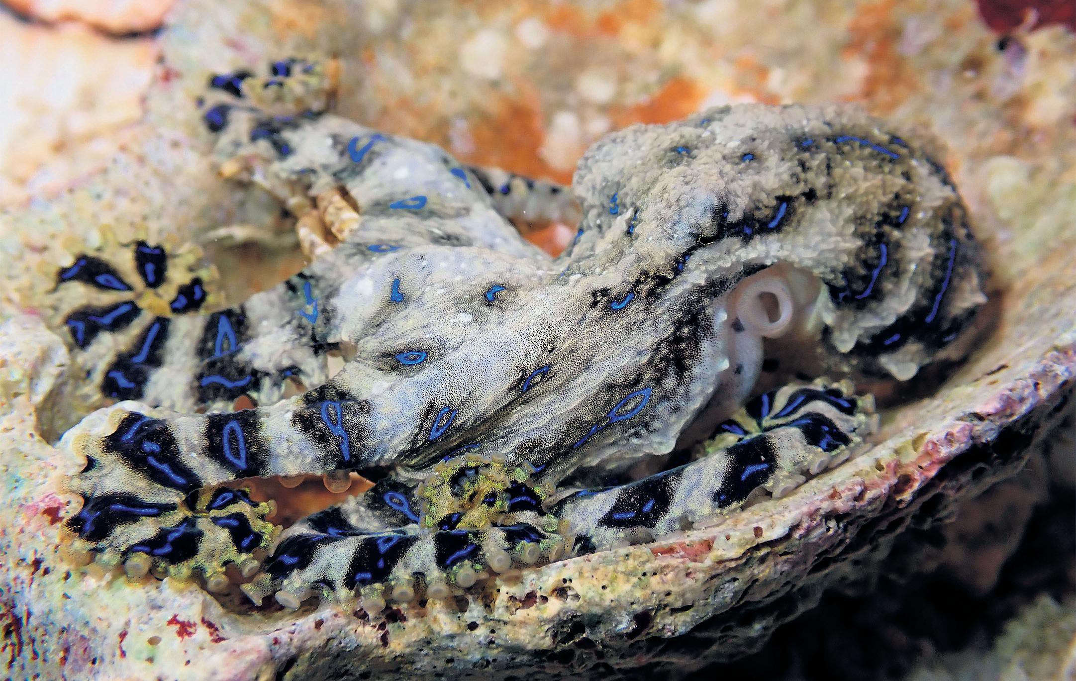 Tiny male octopus paralyses its larger mate to avoid being eaten