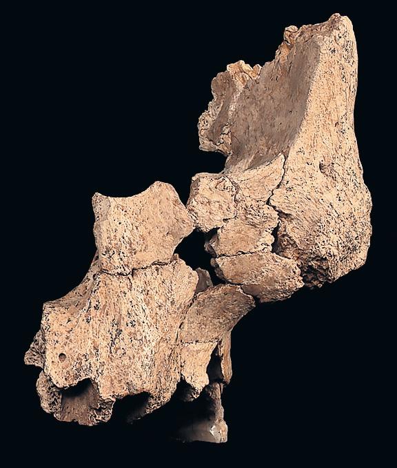 Bones from human face up to 1.4m years old found in Spain