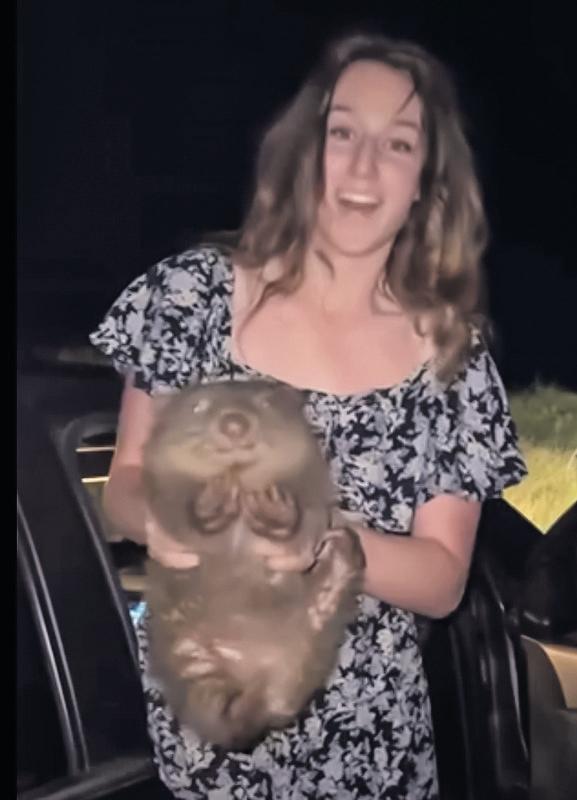 Baby wombat snatcher could be in breach of Australian visa