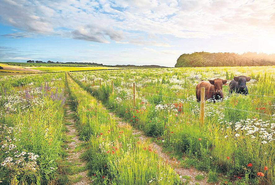 Richest farmers 'left in cold' by plans to change nature funding scheme