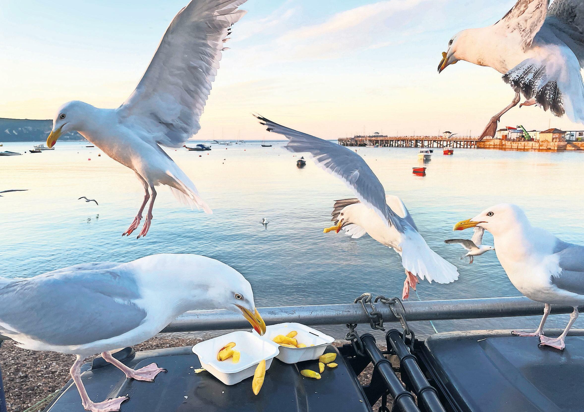 Chips, seal milk and moles - the weird diet of gulls revealed