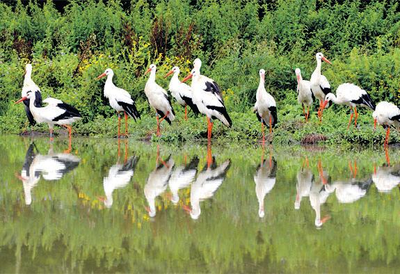 West Sussex 'abode of the storks' lives up to its name in first for Europe