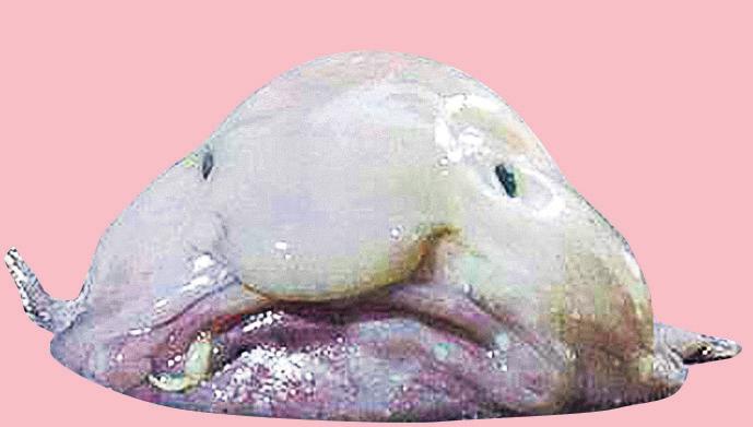 The blobfish's journey from world's ugliest animal to fish of the year