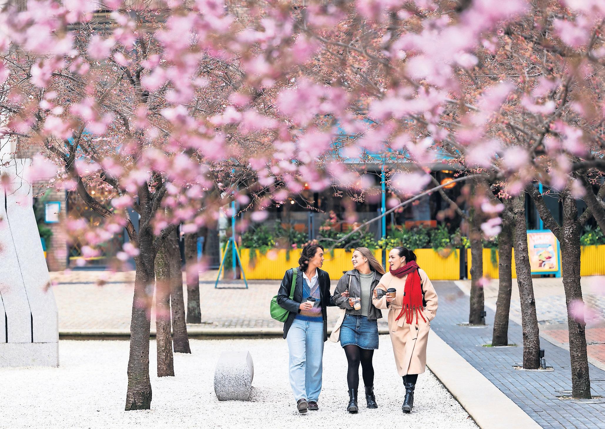 Blossom bounty: workers urged to make most of spring blooms