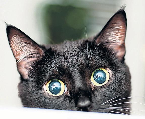 Owners Urged To Tell All On Cats. Why? Fur Research Purposes