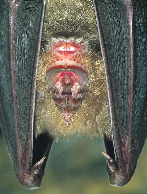 'Absurd': Packham lambasts Reeves's scapegoating of bats in shake-up to cut red tape