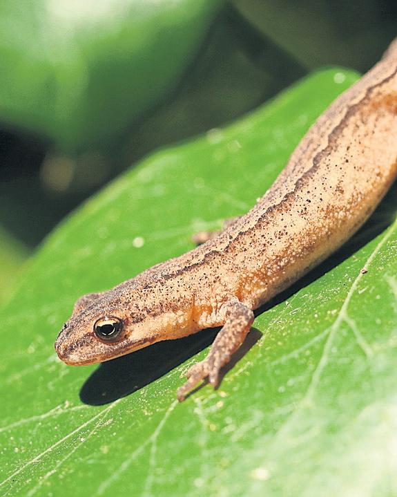 Green light for natural history GCSE after years of lobbying