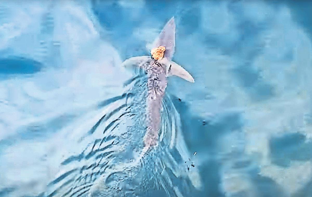 Jumping (on) the shark: octopus ride share stuns researchers