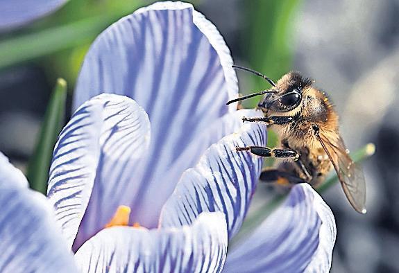 Mixed reaction to plan for 10% cut in pesticide use on arable farms by 2030