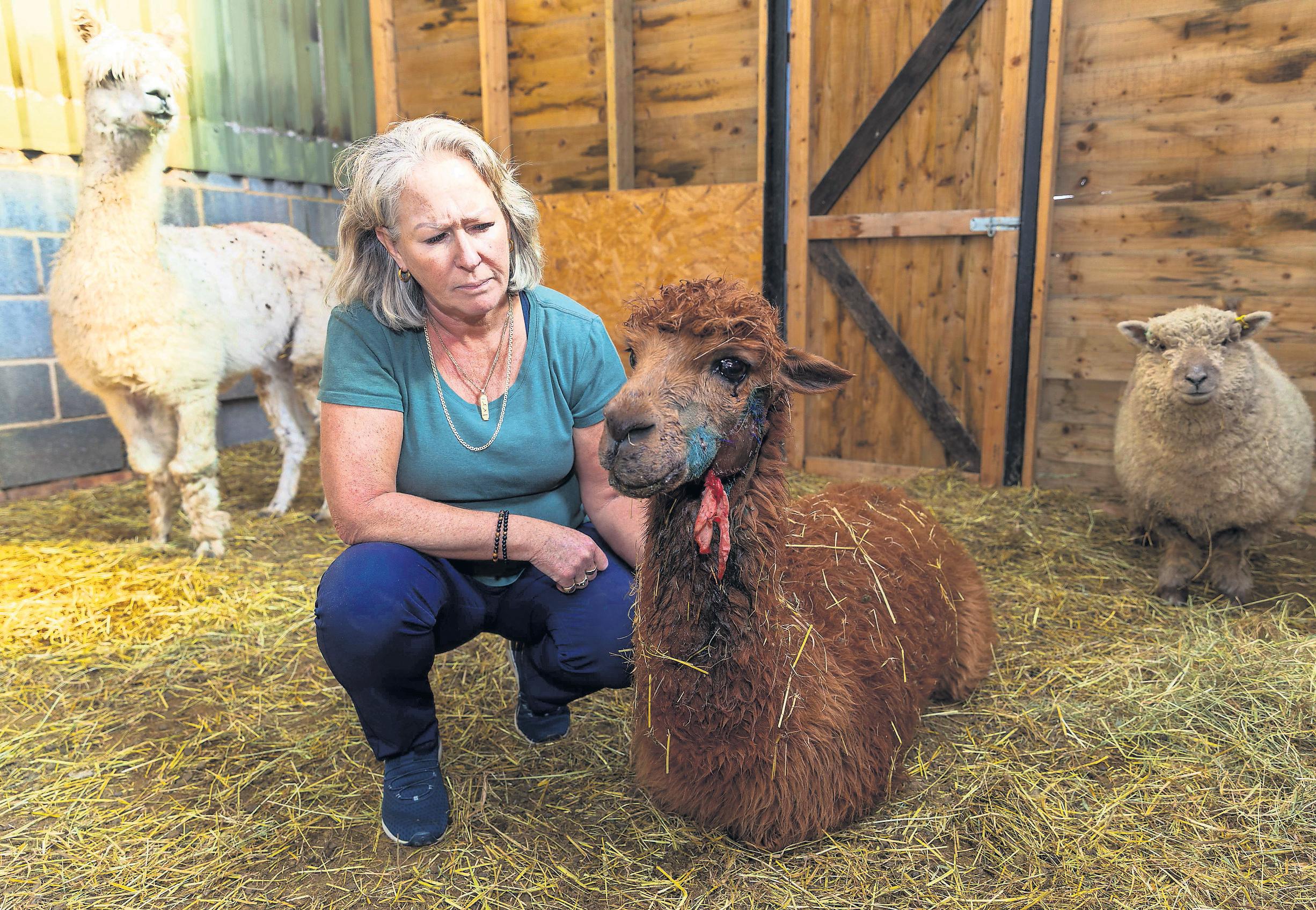 Police search for alpaca killer who shot four family pets dead in field