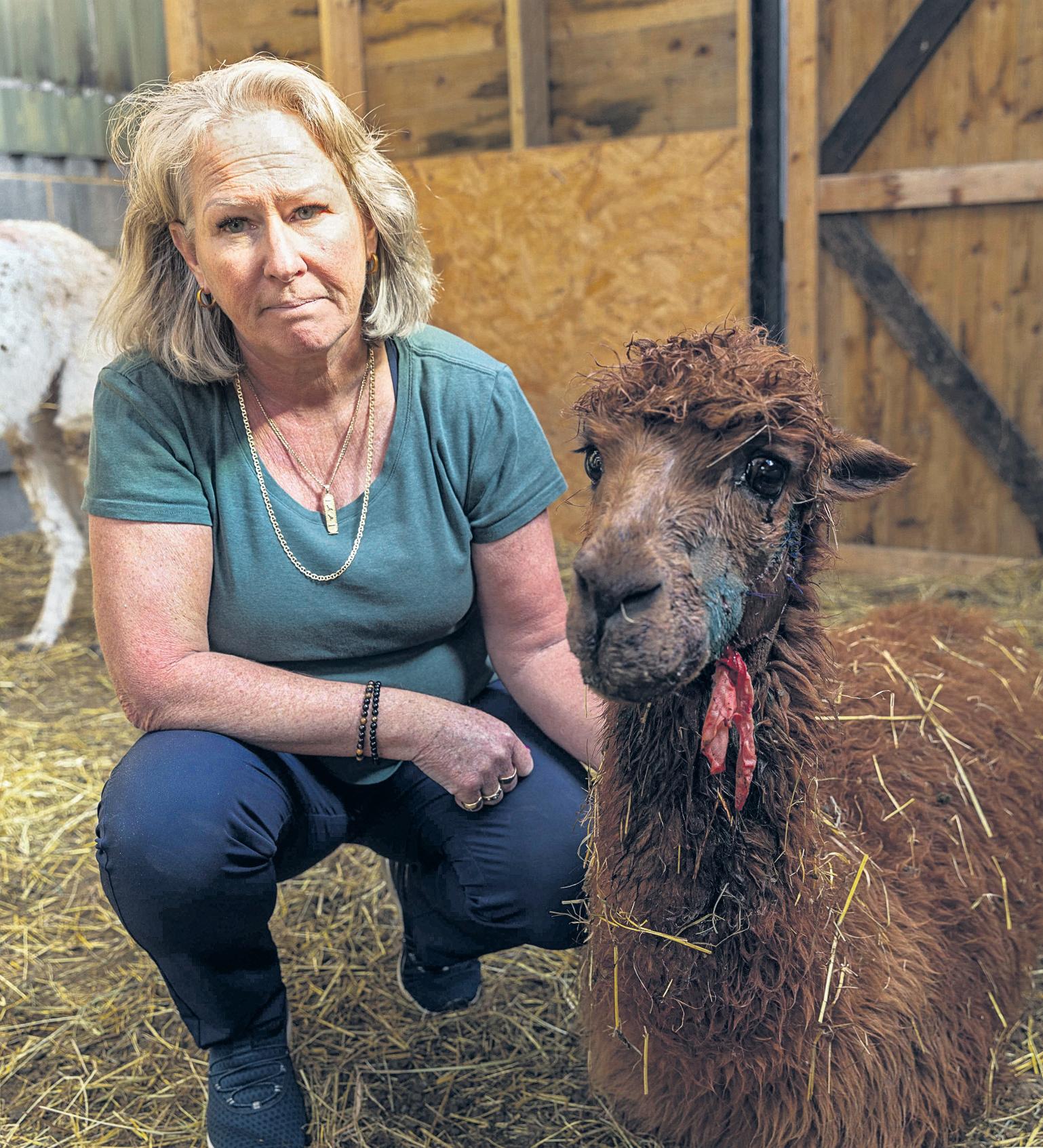 'It's horrific' Village shocked by mystery killing of alpacas and sheep