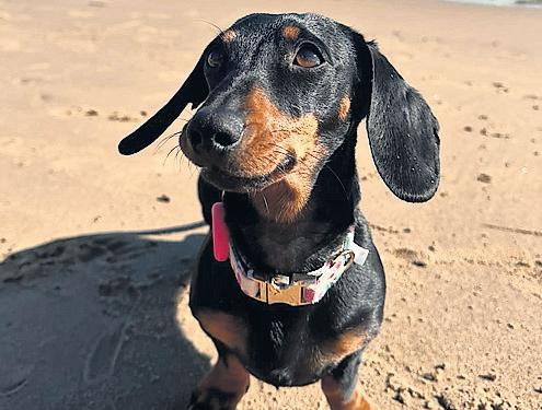 Miniature dachshund who broke free in 2023 still at large on Australian island