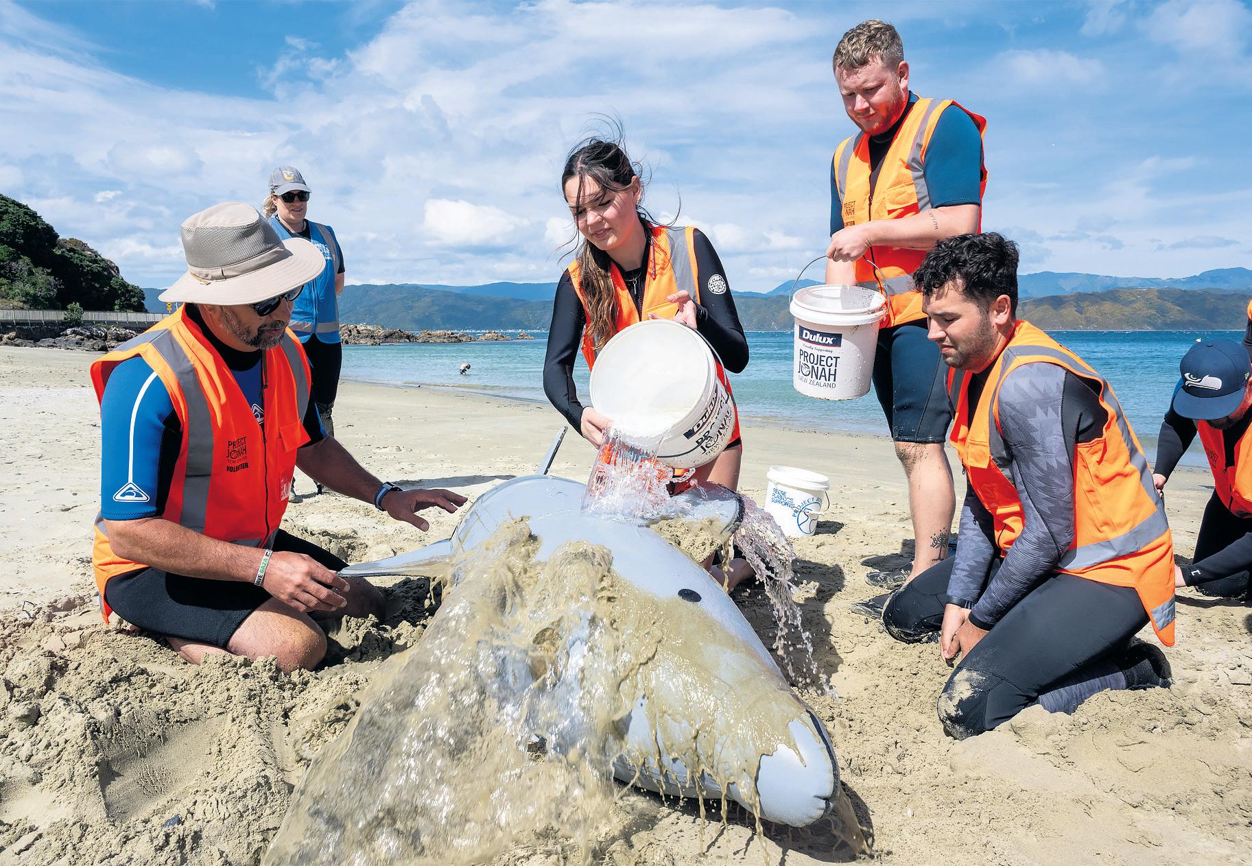 Stranded Rescuers trained in first aid for whales
