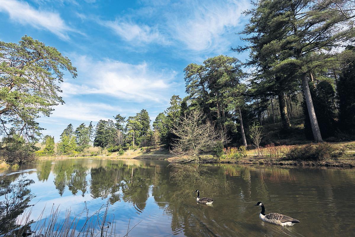Pining for pines In praise of rare and vital evergreens