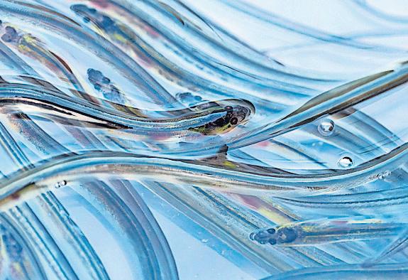 Defra introduces ban on export of endangered eels to Russia