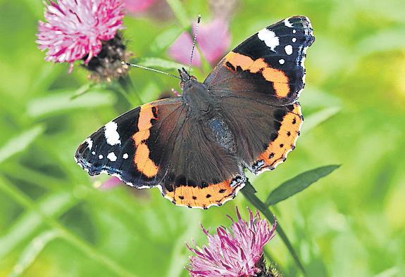 Symbol of Hope: Contenders for UK's Favourite Invertebrate
