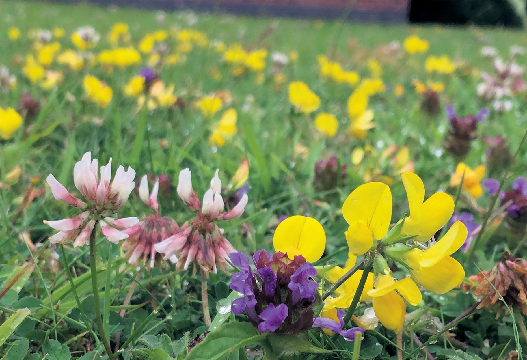 'Robust lawn' designed to work for people, pets and pollinators
