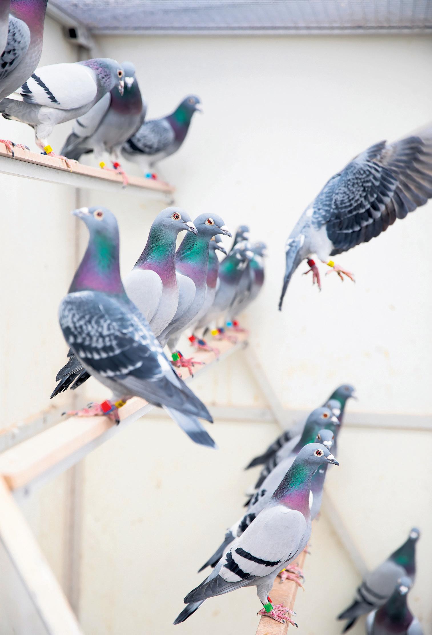 Pigeon racing 'Explosion' of bird thefts by gangs rocks Belgian sport