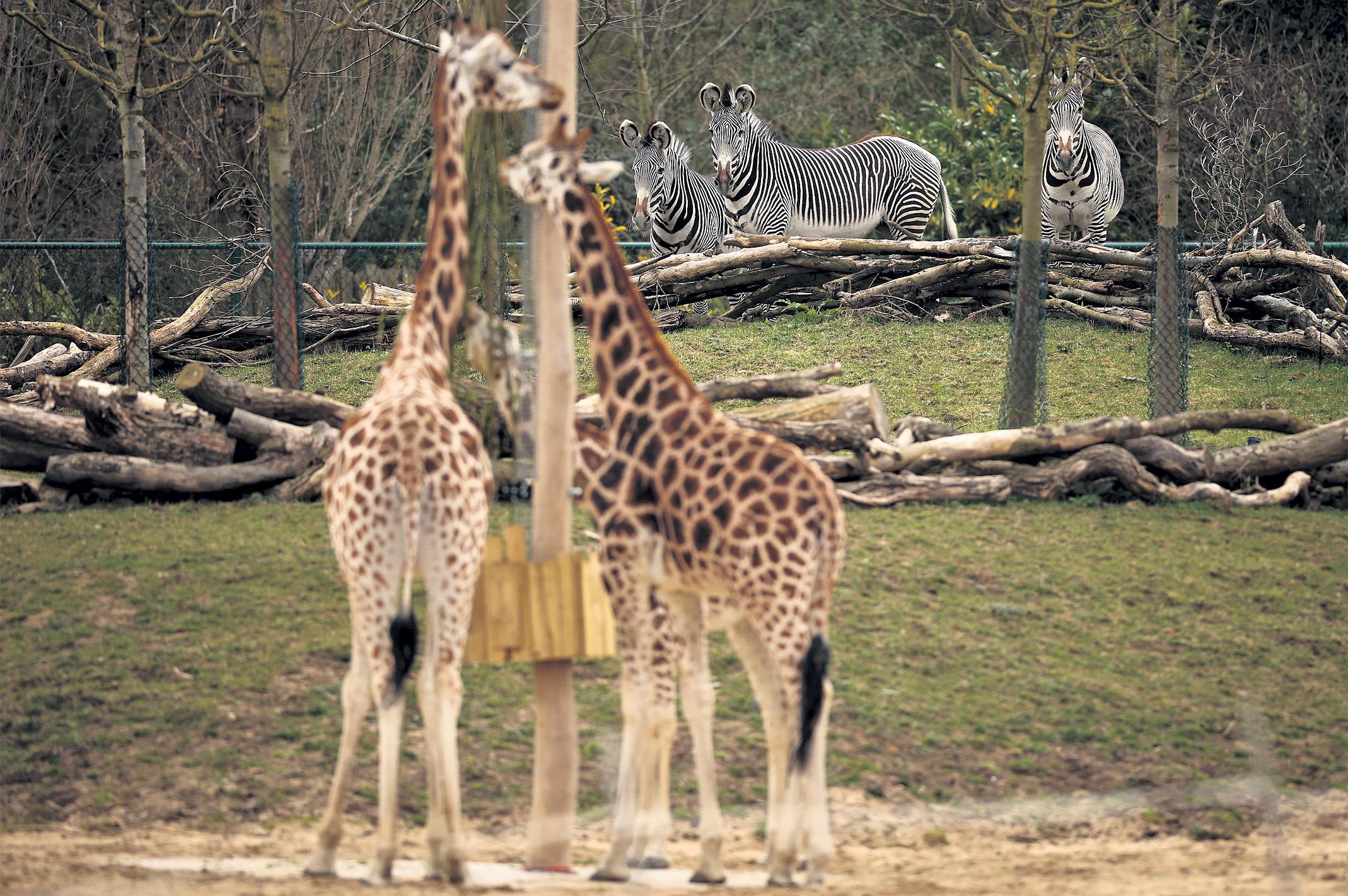 UK's biggest zoo project brings African savannah to chilly Chester
