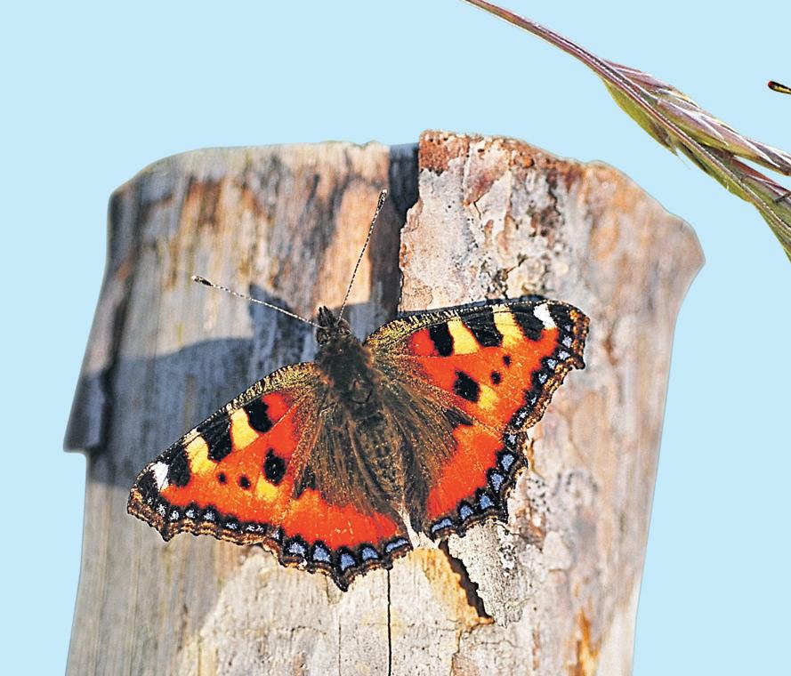 Butterfly numbers fall as nine species suffer worst summer on record