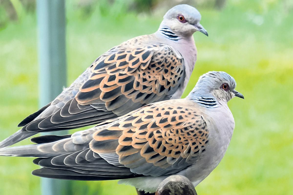 Experts alarmed as EU lifts ban on shooting vulnerable dove species