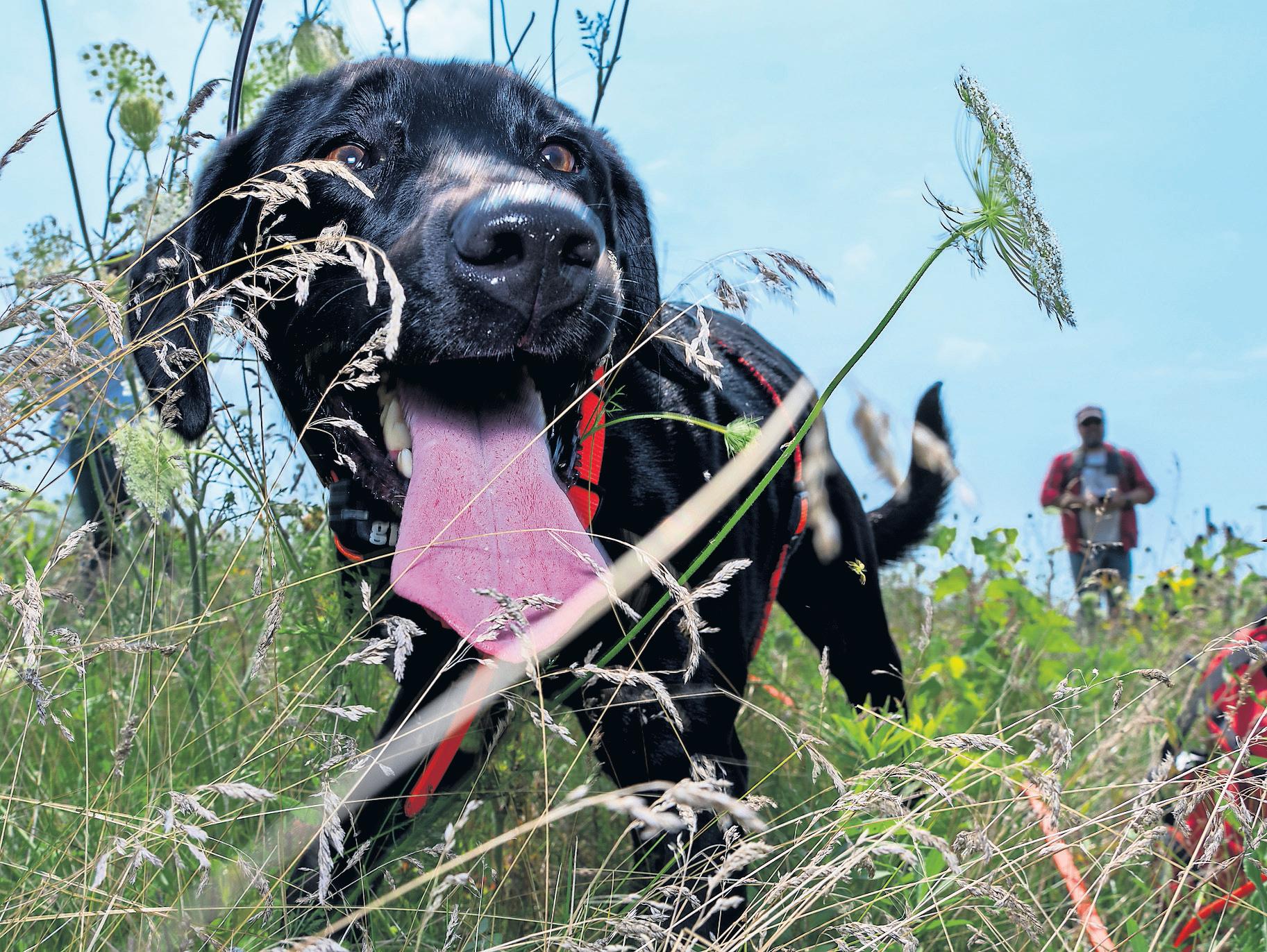 Sniffing out one nest at a time How Wisconsin's bumblebee brigade is averting extinction