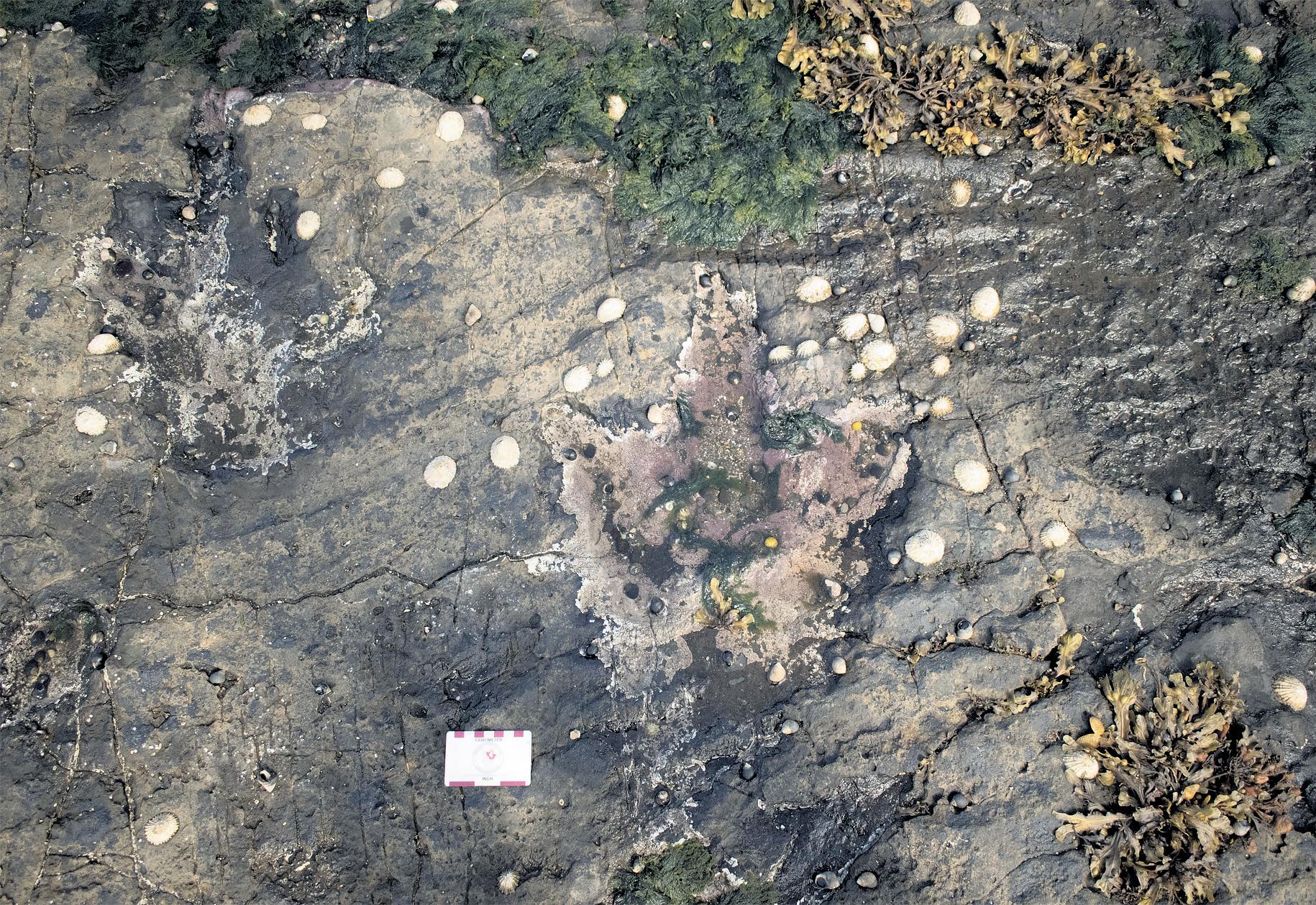 Fossil footsteps of dinosaurs found at site of Bonnie Prince Charlie's refuge