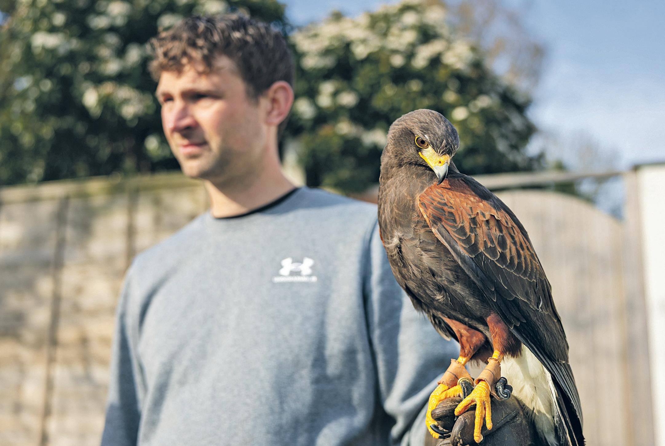 Hawk that terrorised tall men for weeks captured by villager