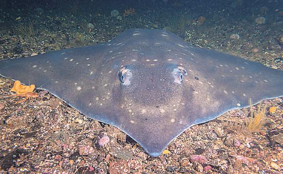 Citizen scientists help turn tide for endangered flapper skate