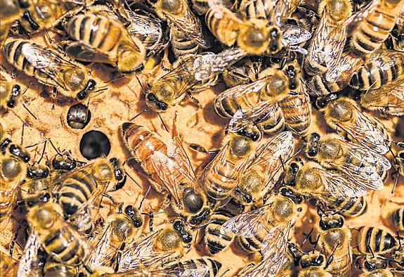 Scientists hope queen bees can give clue to secret of longer life