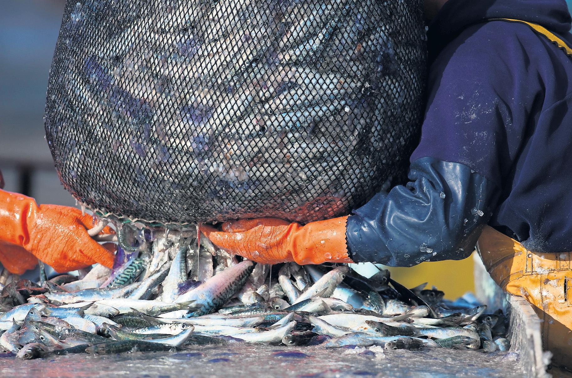 Take overfished mackerel off the menu as stocks are near breaking point, say experts