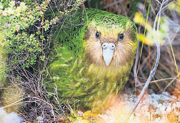 New Zealand report shows grim outlook for many native species