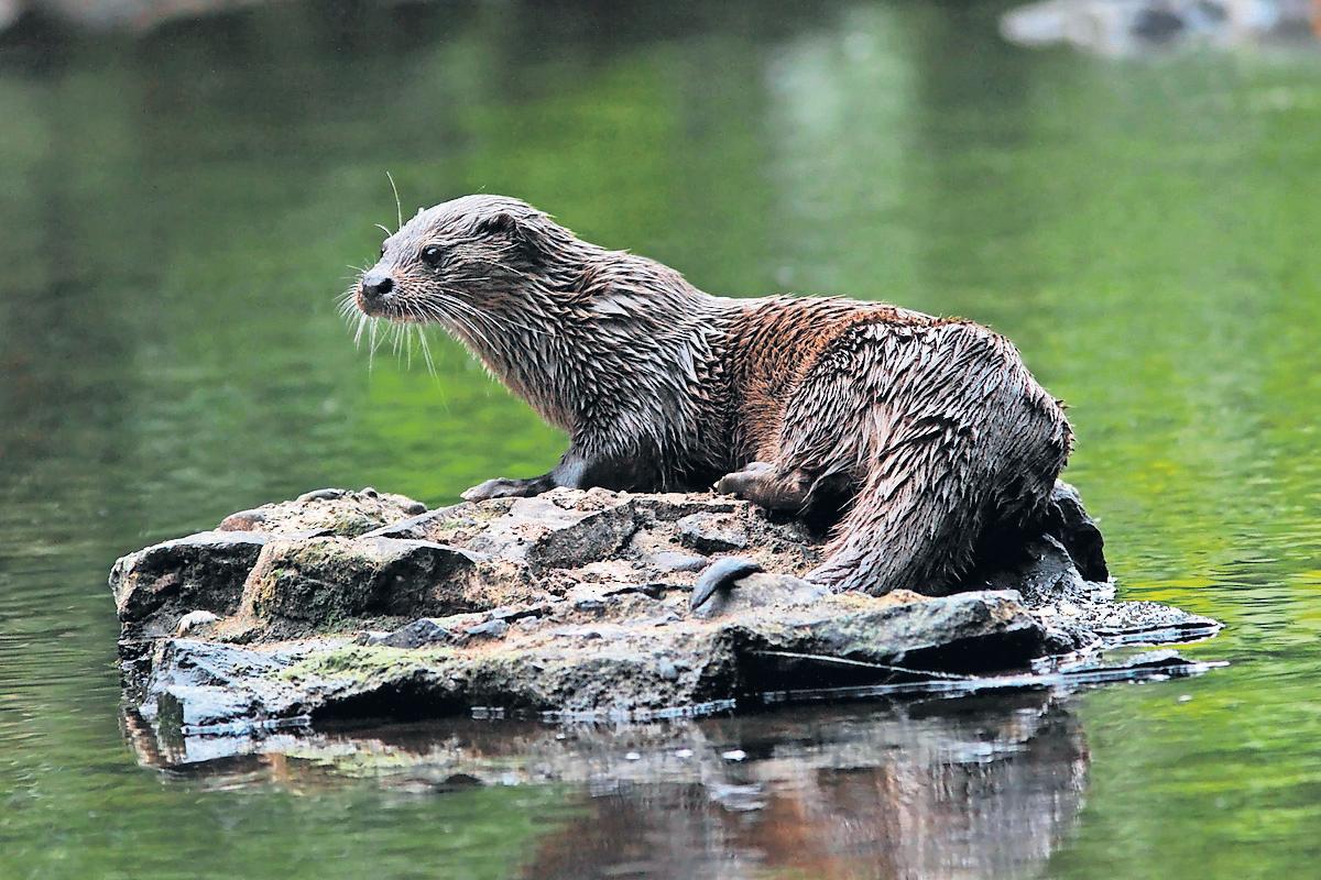 Planning proposals will 'supercharge' decline of wildlife, say campaigners