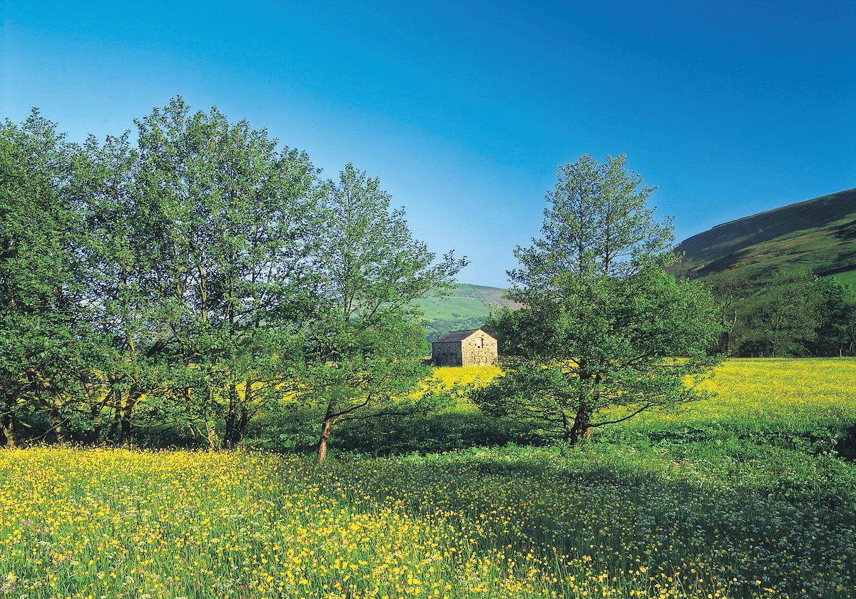 It's Not Trivial' A Quarter of Adults Are Affected by Hay Fever. And It's Debilitating