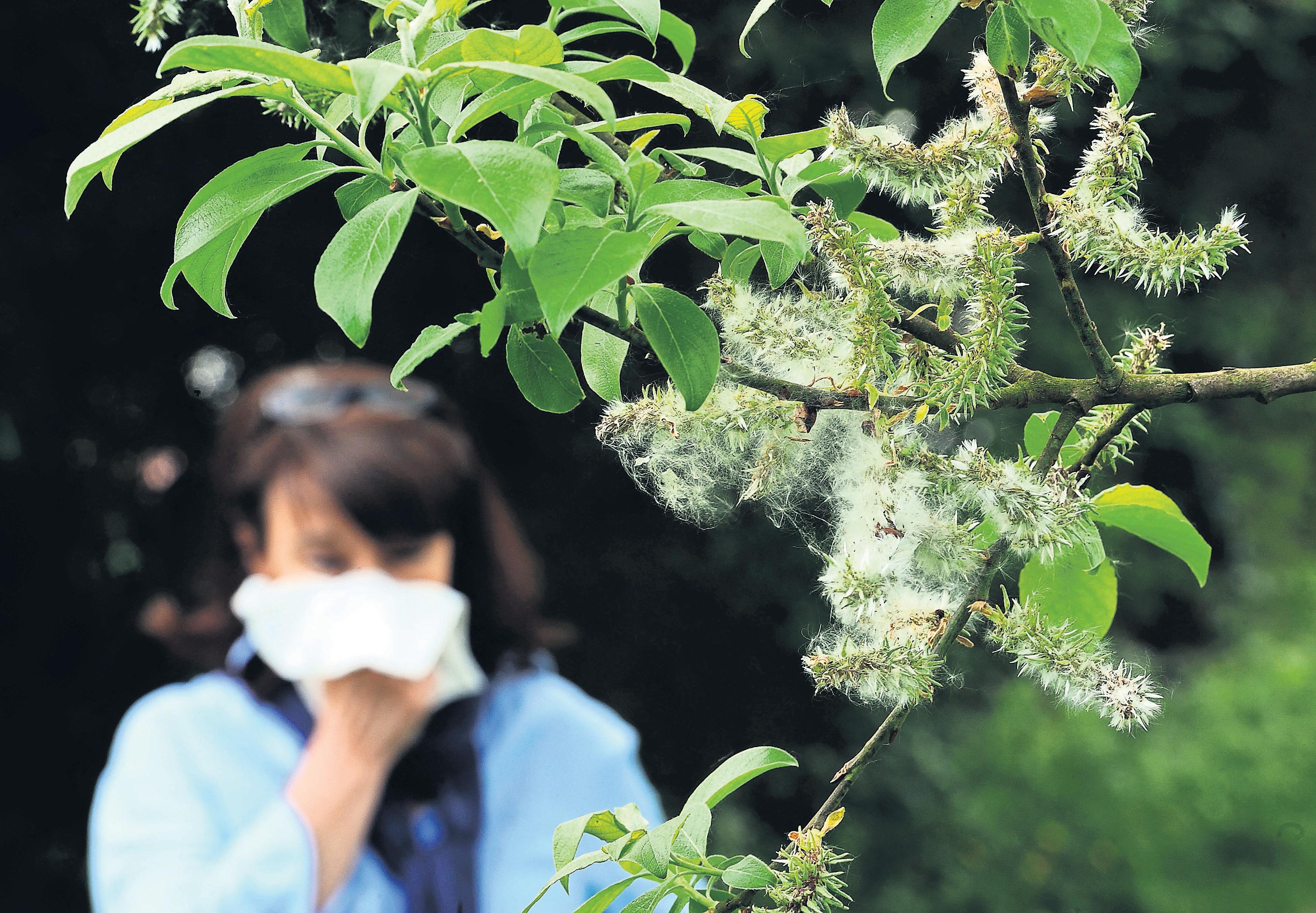 Pollen: How heat, thunder and smog are creating deadly hay fever seasons