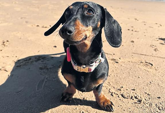 Net closes on dachshund Valerie, who escaped island pen in 2023