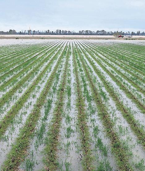 It's a shock' American farmers call for bailout