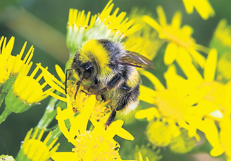 Wildflowers can pass on toxins to bees, study finds