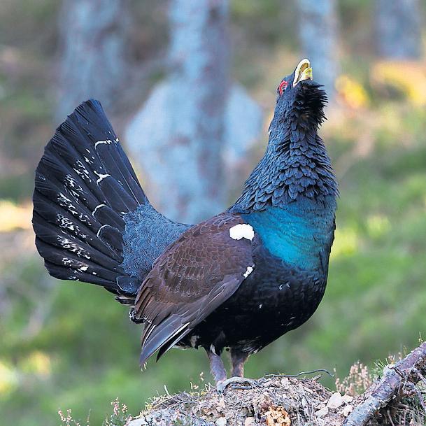 Police patrol Cairngorms to protect birds at risk of extinction