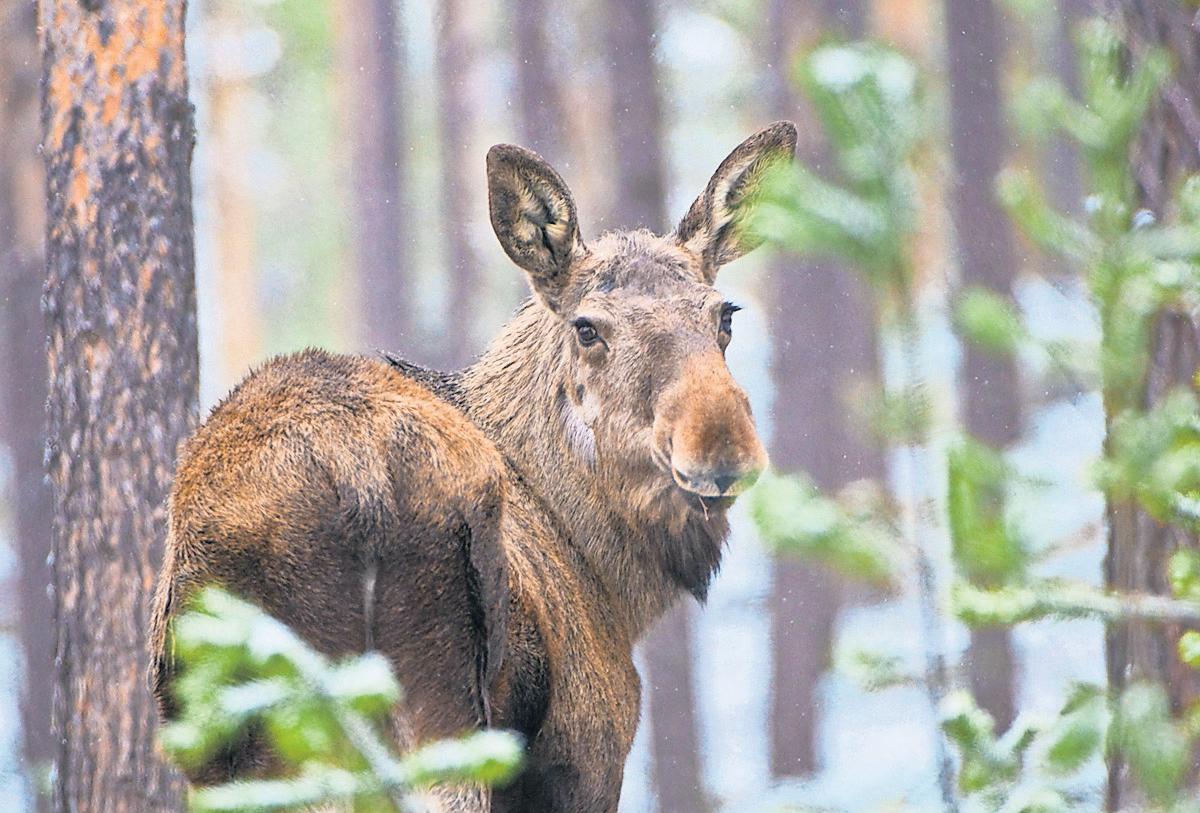 'It's strangely gripping': Swedish slow TV fans ready for live stream of moose migration