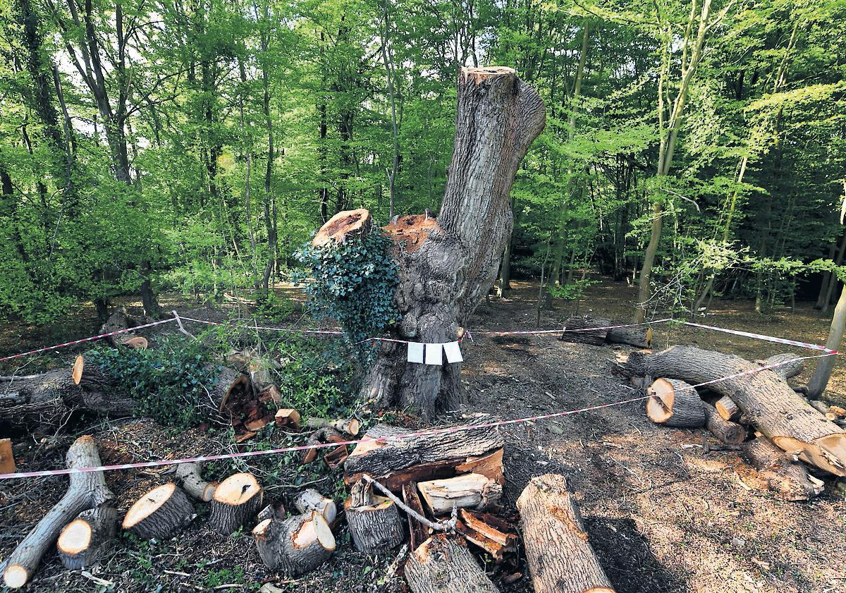 Enfield Oak Council threatens to sue owner of Toby Carvery