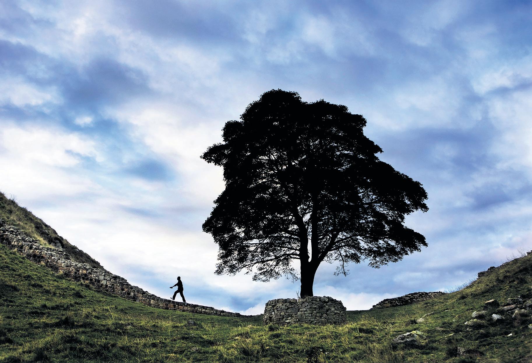 Ministers Look at Tougher Tree Safeguards After Felling at Sycamore Gap