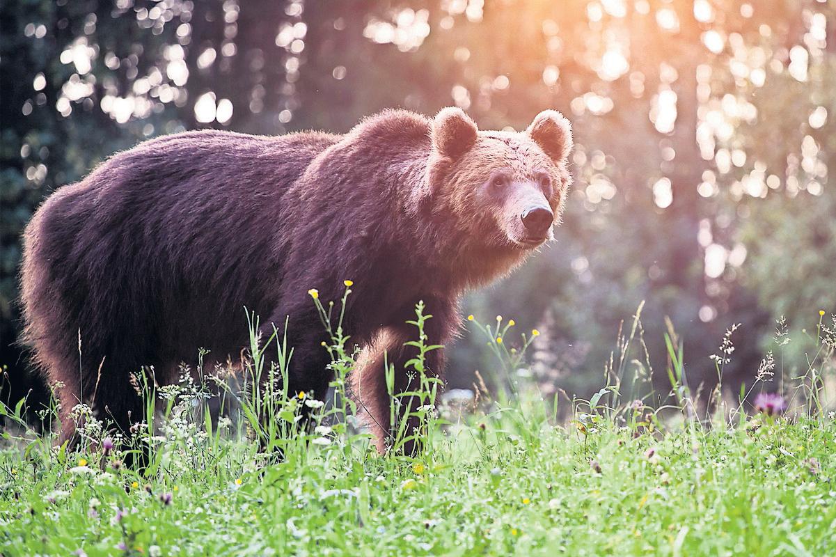 Romania Ups Estimate of Brown Bear Population