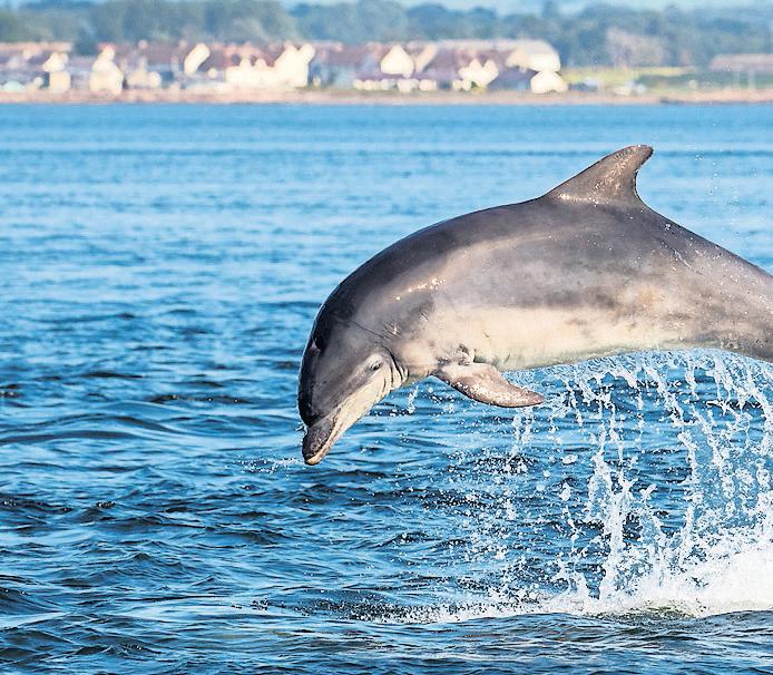 'Interspecific infanticide': tourists witness four bottlenose dolphins killing common dolphin calf