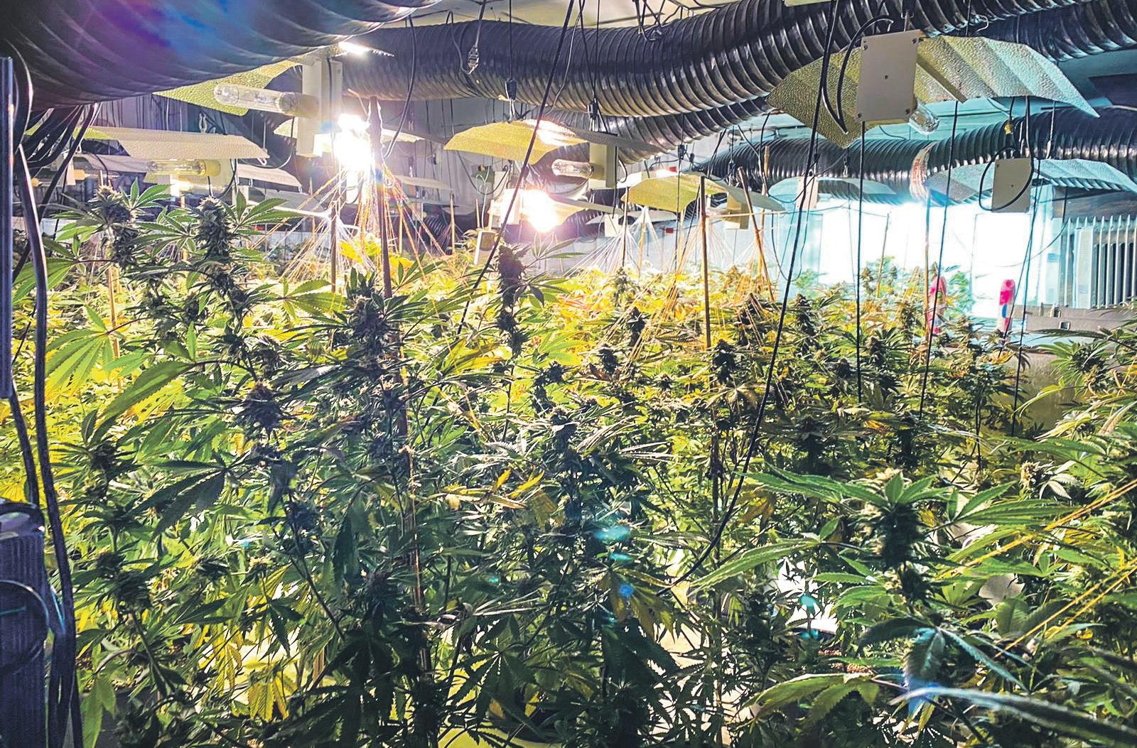 Energy theft How illegal bitcoin and cannabis farms scam grid