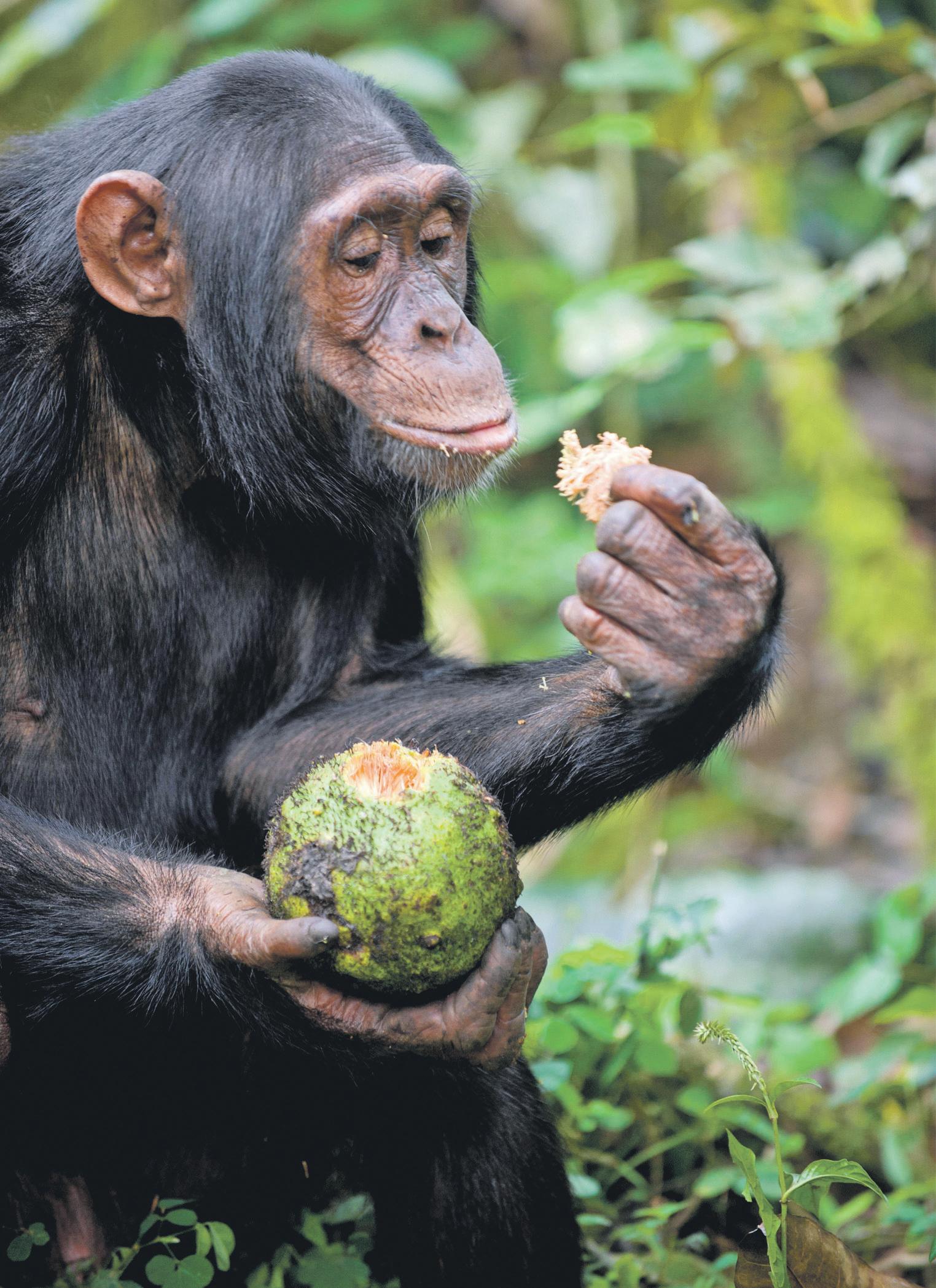Chimpanzees gather to share fruit containing alcohol, study finds
