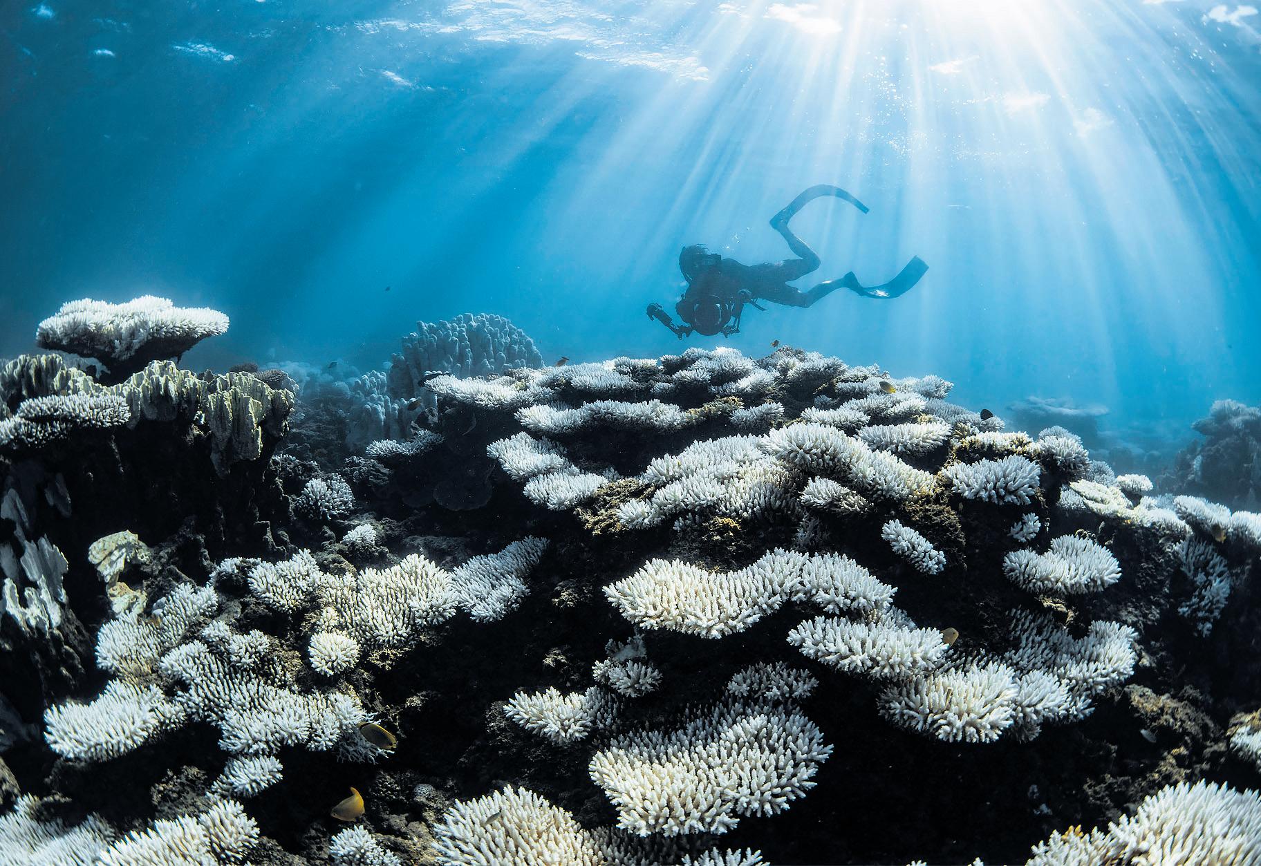 World's worst bleaching event pushes coral reefs into 'uncharted territory'