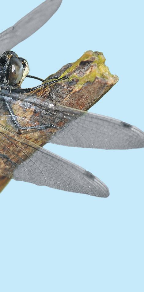 Rare dragonfly introduced to remote area of Cumbria to reverse decline