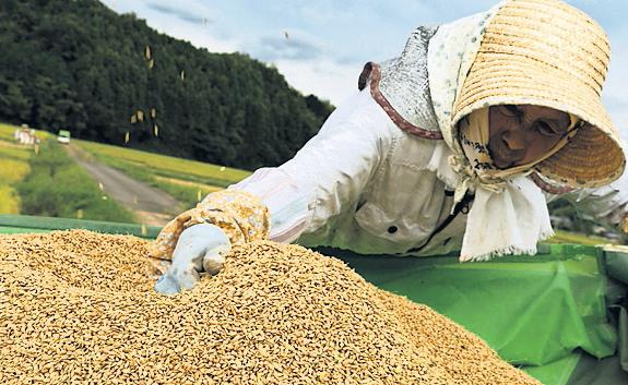 Japan buys Korean rice for first time in 25 years amid shortage