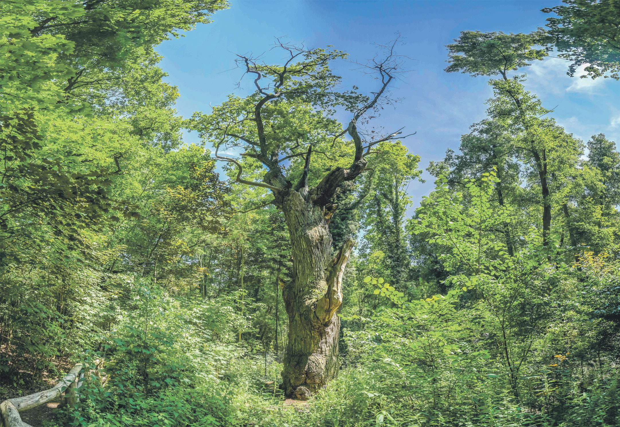 Berlin's beloved ancient oak tree under threat from long dry spell